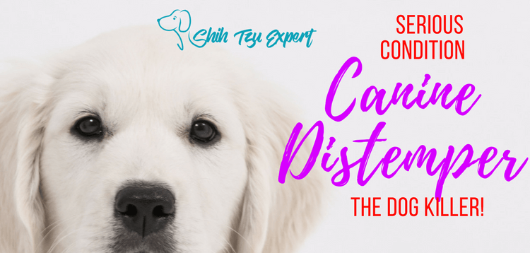 Canine Distemper-The Dog Killer! [Please Read THIS before putting your Dog to sleep]
