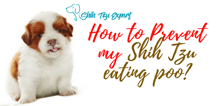 How to Prevent my Shih Tzu eating poo