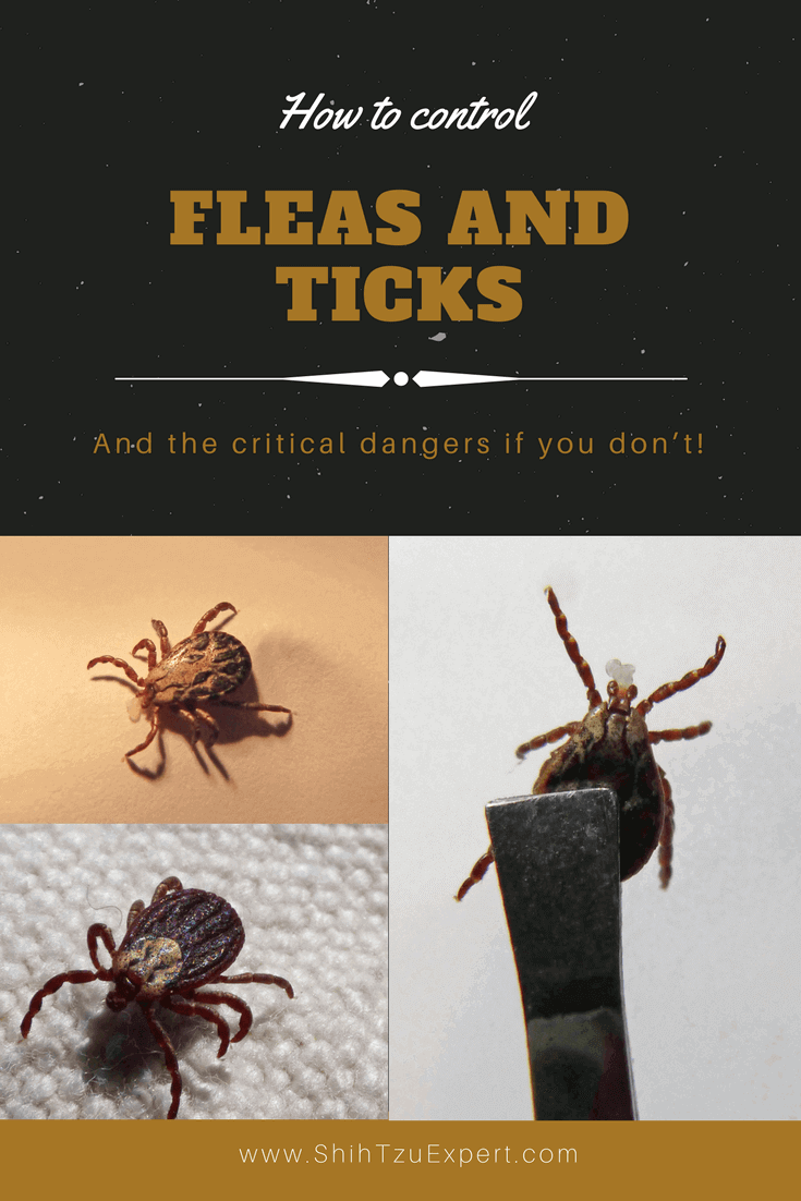 How to control fleas and ticks on dogs