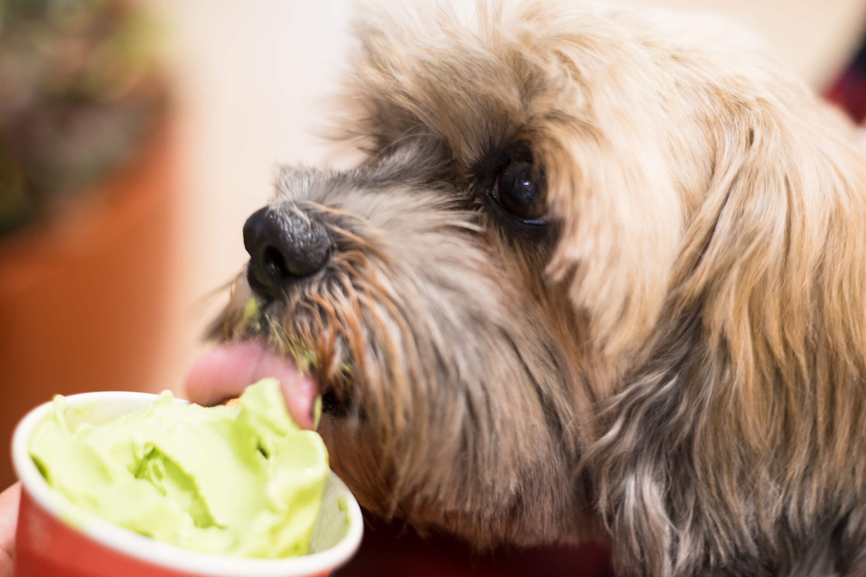 Shih Tzu eating poo