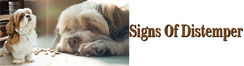 Signs Of Canine Distemper