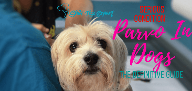 Parvo In Dogs – The definitive Guide
