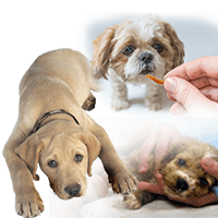 Parvo Symptoms In Dogs And Puppies