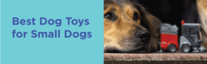 Best Dog Toys for small dogs