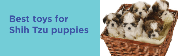 Best toys for Shih Tzu puppies