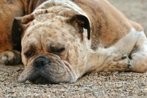 Changes in dog personality and Health problems