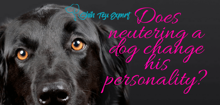 can neutering change dogs personality