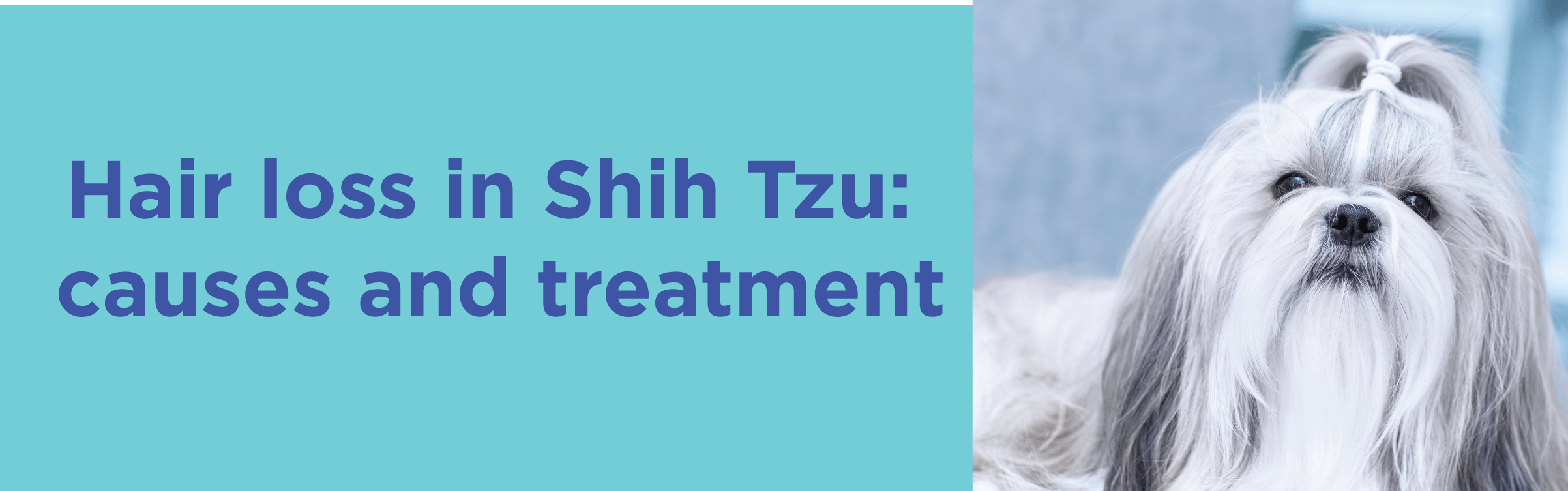 Hair loss in Shih Tzu causes