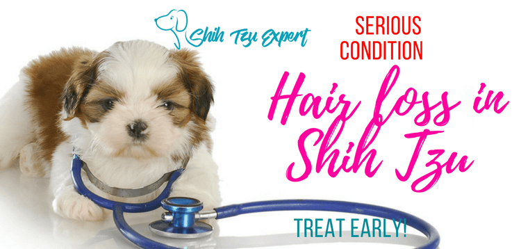Hair loss in Shih Tzu – Serious condition that needs to be treated early