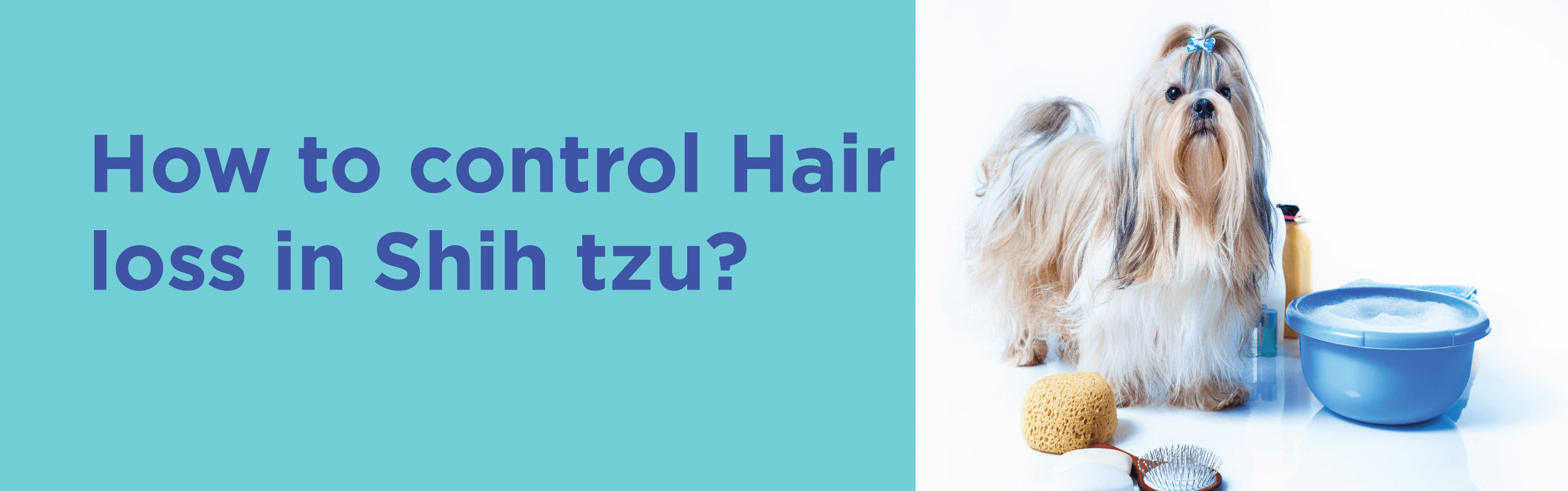 How to control Hair loss in shih tzu