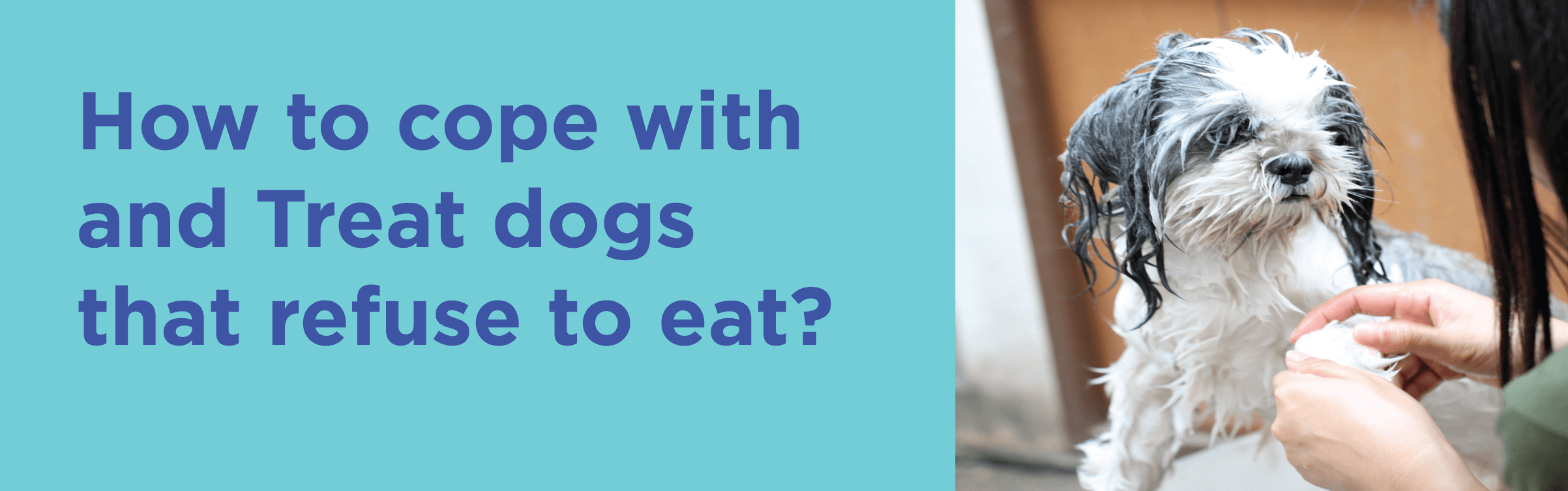 How to cope with and Treat dogs that refuse to eat?