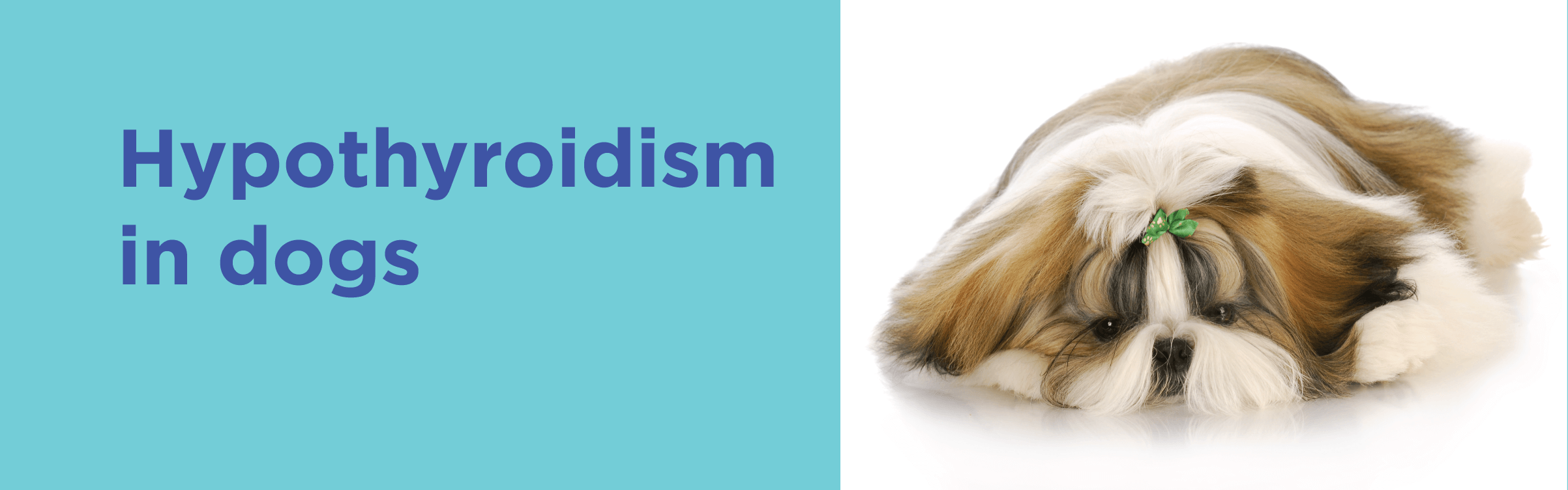Hypothyroidism in dogs