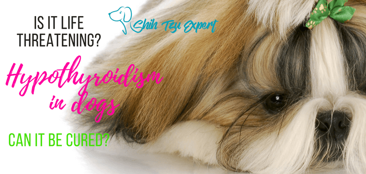 Hypothyroidism in dogs – Is it life threatening_ Can it be cured_