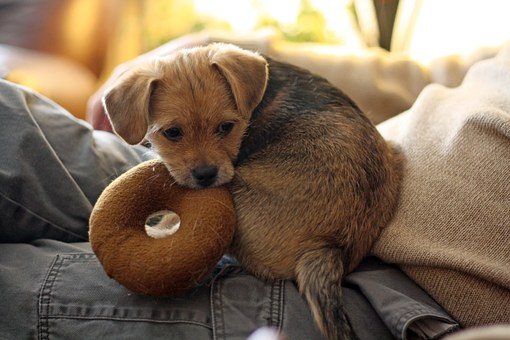 Small Lapdog : Where Can I Find The Lapdog Breed I Want?