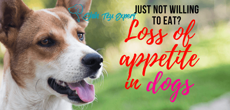 Loss of appetite in dogs