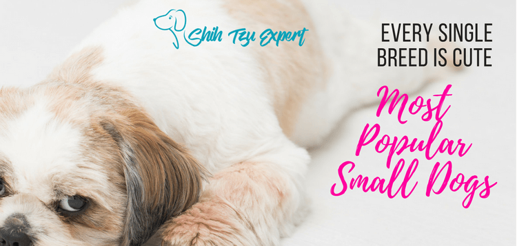 Most Popular Small Dogs : Every single breed is as cute as the next one