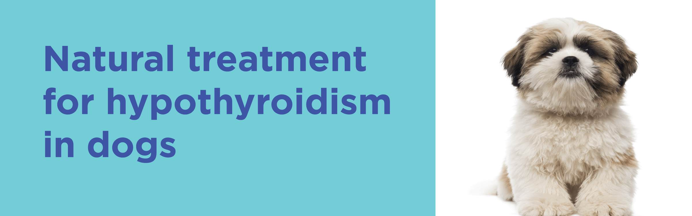 Natural treatment for hypothyroidism