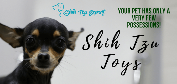 Shih Tzu Toys – Your pet has ONLY a very few possessions