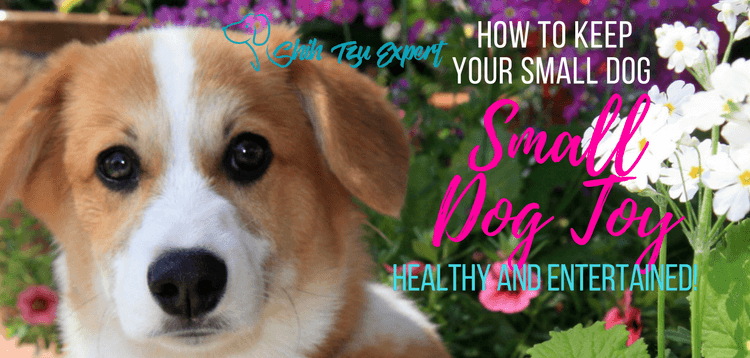 Small Dog Toy – keep your small dog healthy and entertained