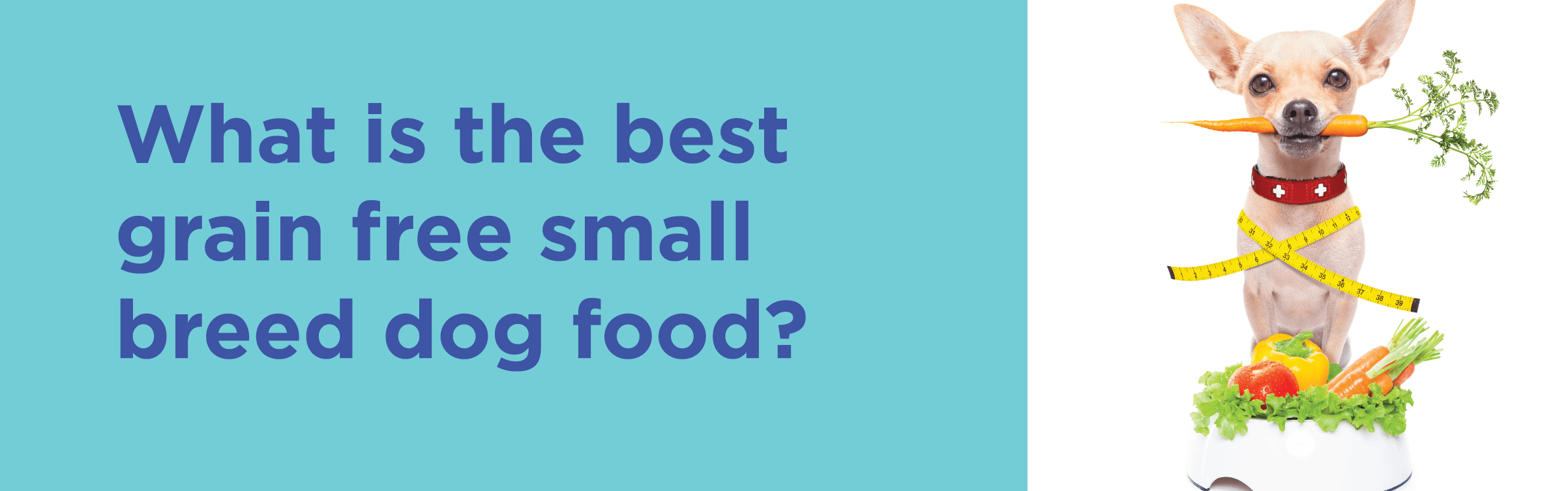 What is the best grain free small breed dog food?