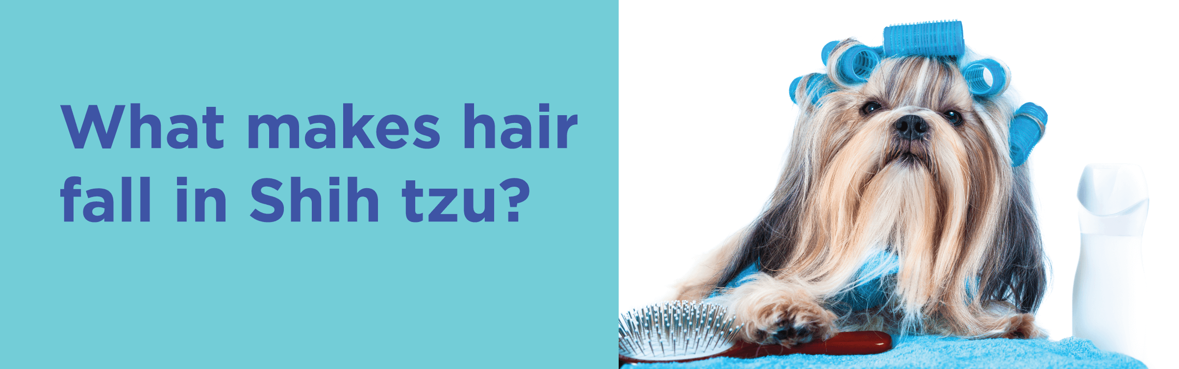 What makes hair fall in shih tzu