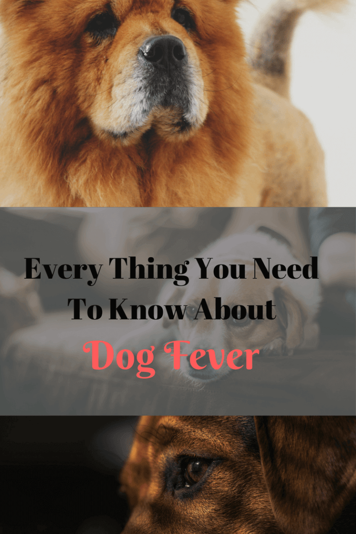 Dog Fever Know the signs & catch it early before Serious Complications!
