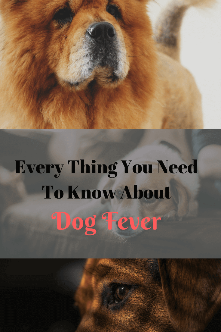 Dog fever critical facts