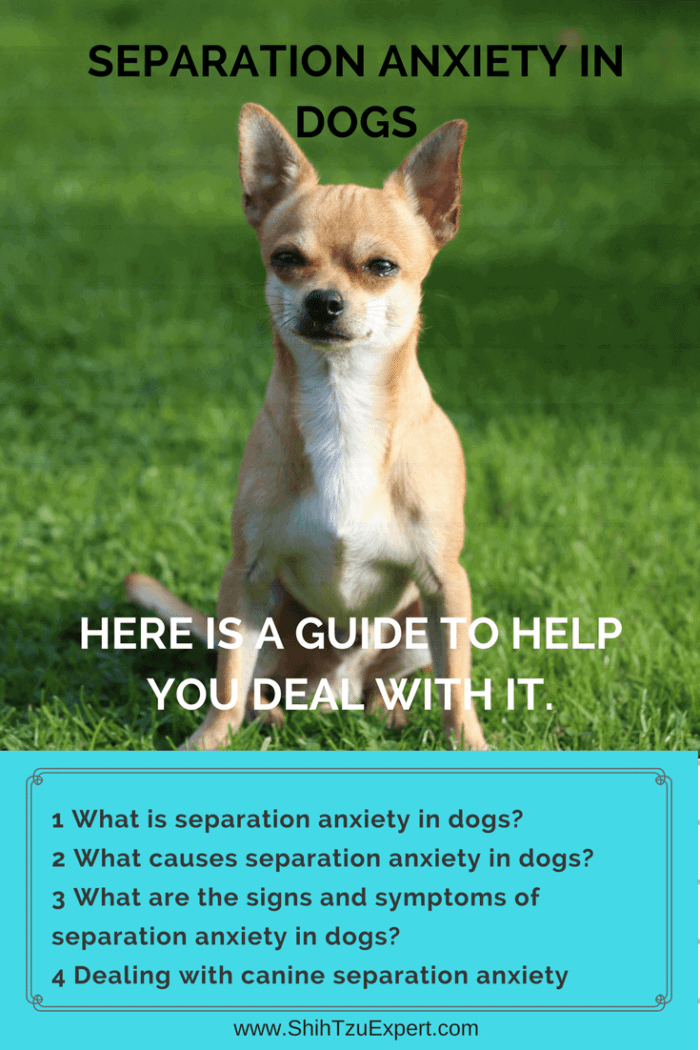 Separation Anxiety in Dogs Here is a guide to help you deal with it.