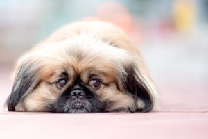 What happens in cases of severe separation anxiety in dogs