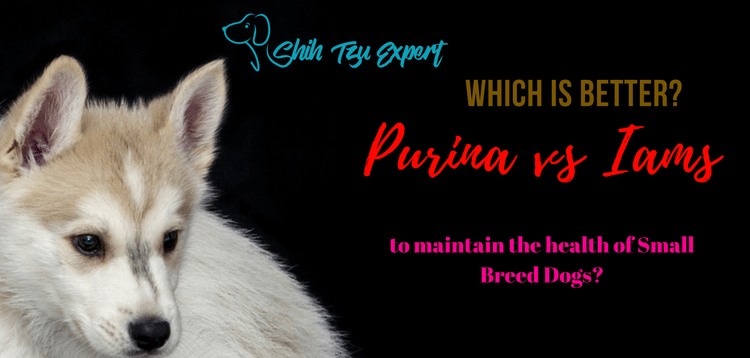 Purina vs Iams Which is better of FEATURED IMAGES 750x 358