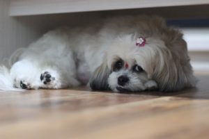 shihtzu