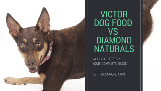 can puppies eat victor dog food