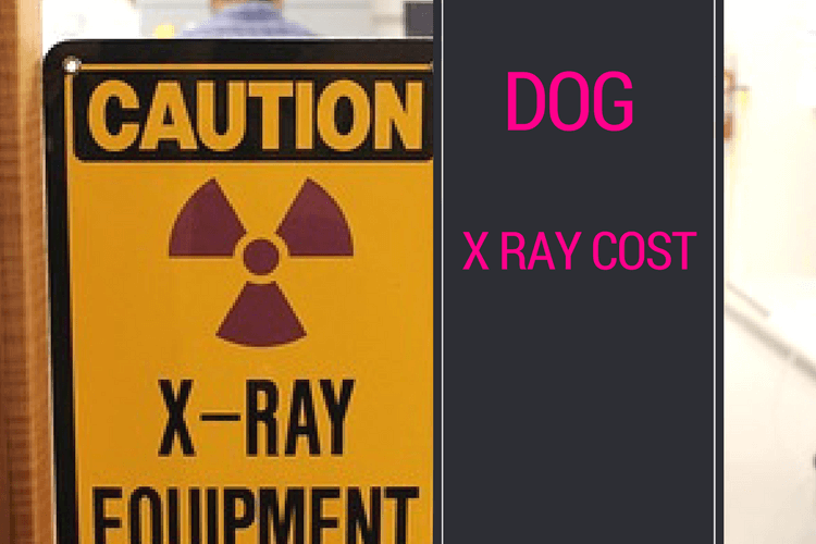 Dog X Ray Cost : Expensive but your dog deserves the best care!!!
