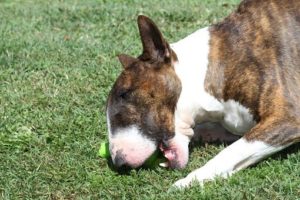 What to Look for When Buying Toys for Your Teething Puppy