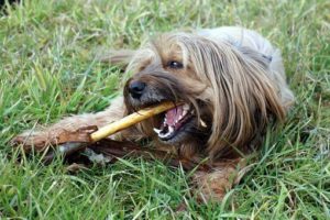 Puppy Teething Toys: Best Chew Toys for your Teething Puppies