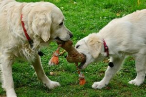 Indestructible Dog Toys