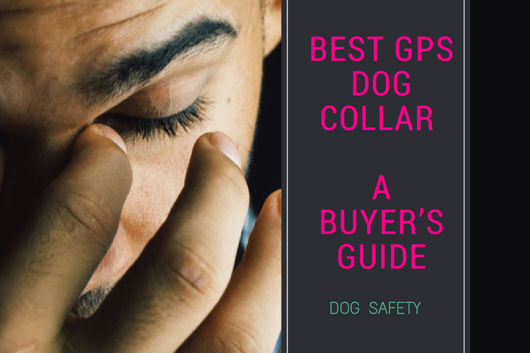 4 Best GPS Dog Collars :  GPS trackers that would work BEST for you[And your Pup!]