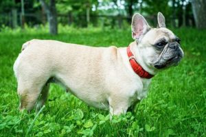 Why Should Dog Owners Use a GPS Dog Collar?