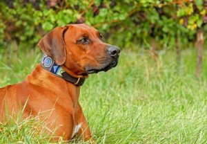 Best GPS Dog Collar