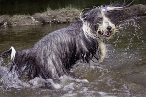 Washing your dog