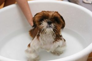 Dog Washing Machine