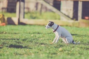 Flea Collar for Dogs Buyer’s Guide