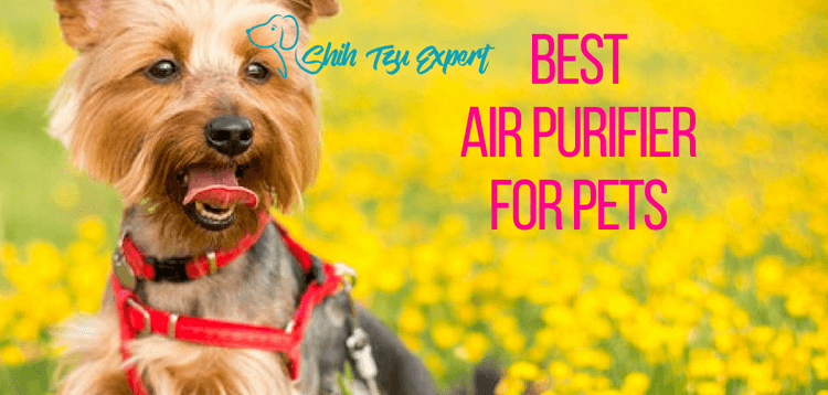 Best Air Purifier For Pets (1)