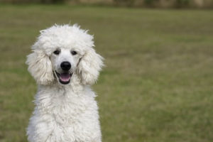 Clippers for Poodles