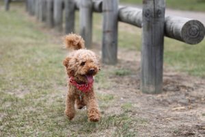 Clippers for Poodles