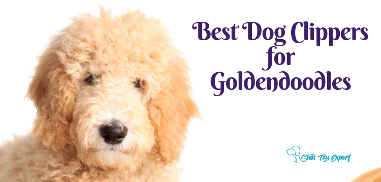 Best Dog Clippers for Goldendoodles 
