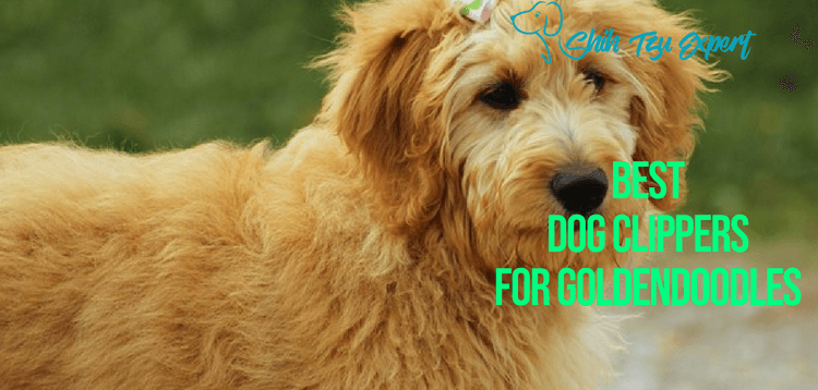 Best Dog Clippers for Goldendoodles