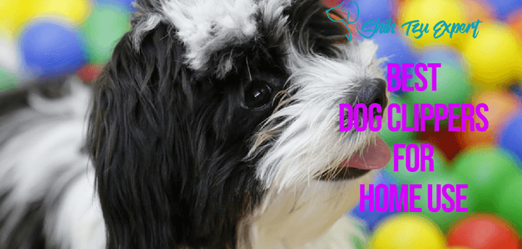 Best dog Clippers for Home Use
