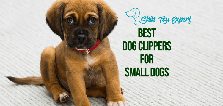Best Dog Clippers for Small Dogs