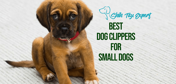 Best professional Dog Clippers for little Dogs